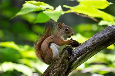 En quel animal se transformait le p&egrave;re de Harry, du temps o&ugrave; il &eacute;tait &eacute;l&egrave;ve &agrave; l'&eacute;cole ?