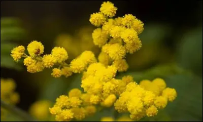 Quelle fleur est l'embl&egrave;me de la C&ocirc;te d'Azur ?