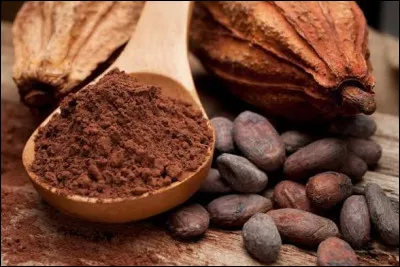 Quelle ville traita la premi&egrave;re le cacao ?