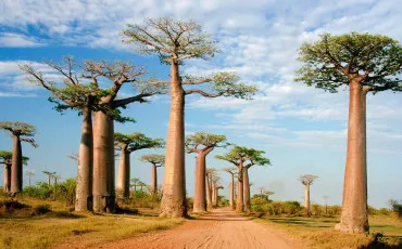 Quiz Madagascar