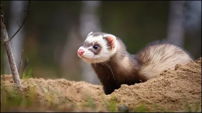 Trouve le personnage gr&acirc;ce &agrave; cette citation."Je veux graver &ccedil;a dans ma m&eacute;moire pour toujours. Drago Malefoy, le merveilleux furet bondissant."