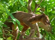 Quiz Le fossa
