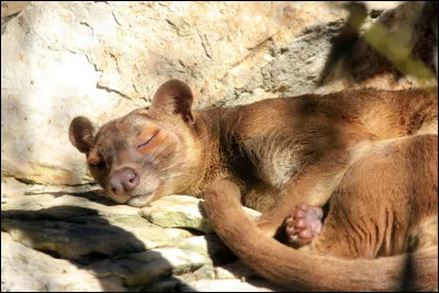 &Agrave; quel moment de la journ&eacute;e le fossa est-il principalement actif pour chasser ?