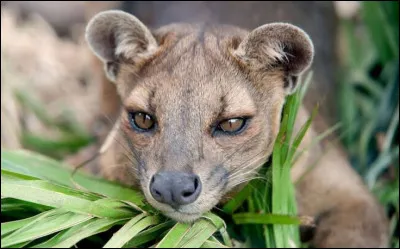 Quel est le nom scientifique du fossa ?