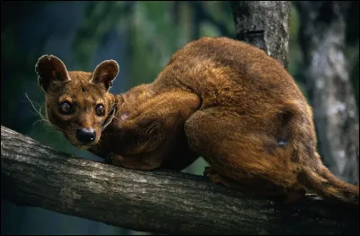 Sur quelle &icirc;le du globe le fossa vit-il exclusivement &agrave; l'&eacute;tat sauvage ?