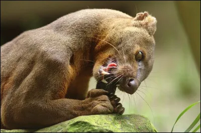Quel animal constitue plus de 50 % du r&eacute;gime alimentaire du fossa dans la nature ?