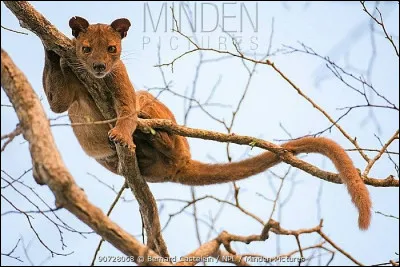 Quel est l'ordre de grandeur de la taille d'un fossa adulte (du museau au bout de la queue) ?