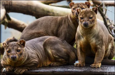 En dehors des p&eacute;riodes de reproduction, quel est le mode de vie habituel du fossa ?