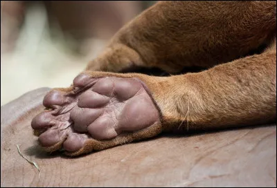 Comment sont les griffes d'un fossa ?