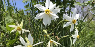 Que contient le narcisse qui est toxique ?