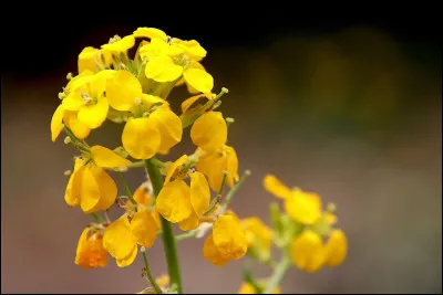 Entre parfum de cannelle et vanille pour la girofl&eacute;e.