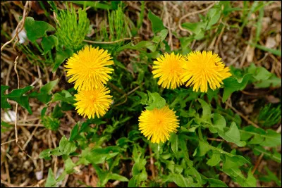 La fleur de pissenlit est source de nectar.