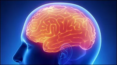 Quelle partie du cerveau contr&ocirc;le l'&eacute;quilibre et la coordination des mouvements ?
