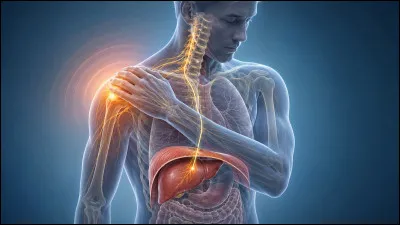 Quel muscle principal s&eacute;pare la cavit&eacute; thoracique de la cavit&eacute; abdominale ?