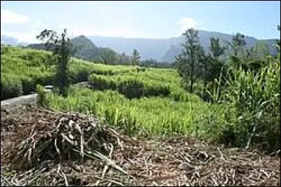 La culture de la canne &agrave; sucre est pratiqu&eacute;e dans les Antilles et &agrave; La R&eacute;union.