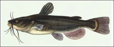 Quel est le nom de cet animal ?