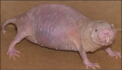 Quel est le nom de cet animal ?