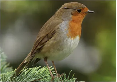 Quel est le nom de cet animal ?