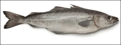 Quel est le nom de cet animal ?