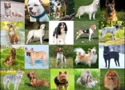 Quiz Chiens : l'un ou l'autre ! (2)