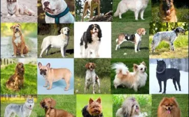Quiz Chiens