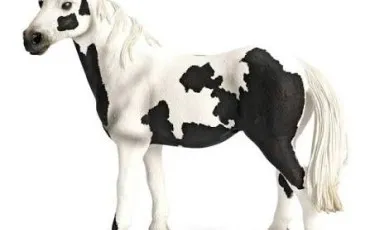 Quiz Chevaux