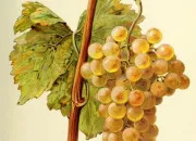 Quiz La grappe de raisin
