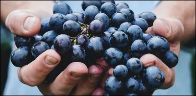 Quel est ce raisin fran&ccedil;ais qui a failli dispara&icirc;tre avec la crise du phyllox&eacute;ra ?