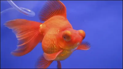 What is this animal ? (Quel est cet animal ?)
