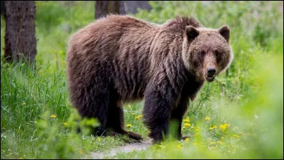 What is this animal ? (Quel est cet animal ?)