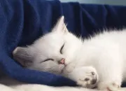 Quiz Quiz sur tous les chats