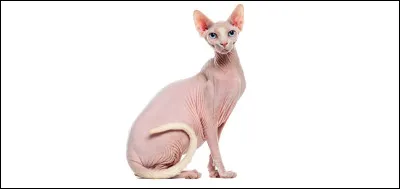 Quel est le nom du chat sans poils ?