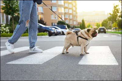 Ne pas ramasser les besoins de son chien dans l'espace public.
