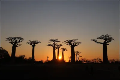 Quel arbre embl&eacute;matique de la savane africaine est aussi appel&eacute; "l'arbre de vie", en raison de sa capacit&eacute; &agrave; stocker de l'eau dans son tronc ?