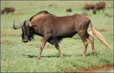 Comment appelle-t-on le petit du gnou, qui est un animal embl&eacute;matique des savanes africaines ?