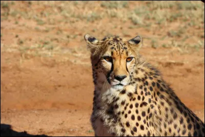 Le gu&eacute;pard est l'animal terrestre le plus rapide sur de courtes distances en pointe de vitesse. Quel animal d&eacute;tient la deuxi&egrave;me place des animaux terrestres les plus rapides ?