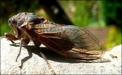 Quel chant d'insecte aux ailes brillantes &eacute;voque le ciel de Provence ?