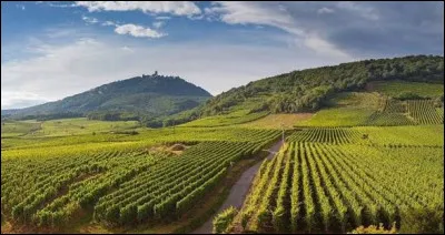Situ&eacute;e en M&eacute;doc, r&eacute;put&eacute;e pour ses vignobles, la commune de Pauillac l'est aussi pour sa viande.Laquelle ?