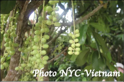 Quel est le nom de ce type de fruit ?