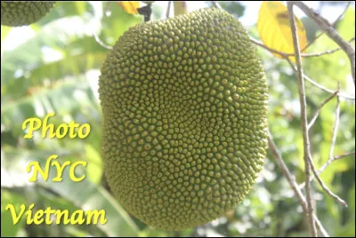 Quel est le nom de ce type de fruit ?