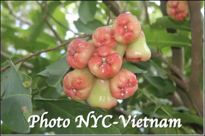Quel est le nom de ce type de fruit ?