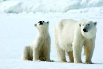 Les ours polaires ont la peau noire.
