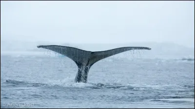 Le c&oelig;ur d'une baleine bleue fait la taille d'une petite voiture.