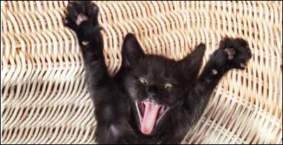 De quelle couleur est le pelage de ce chat ?