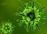 Quiz Les micro-organismes🦠