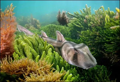 Quel est le nom de la magnifique baie naturelle sur laquelle s'est d&eacute;velopp&eacute;e la ville de Sydney ?