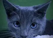 Test Pourrais-tu te réincarner en chat ?