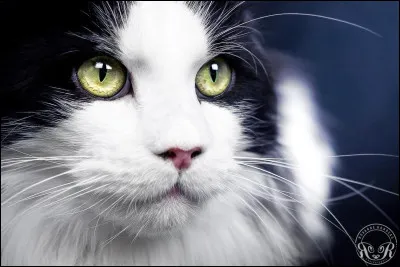 Bonjour &agrave; tous, et merci d'avoir cliqu&eacute; sur ce test ! Tout d'abord, est-ce que tu aimes les chats ?