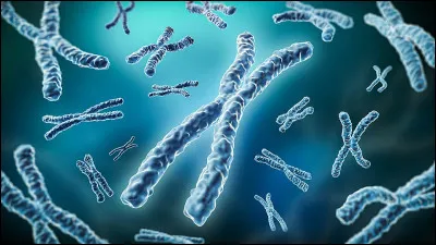 Combien de paires de chromosomes un humain poss&egrave;de-t-il ?