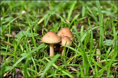 Sur l&rsquo;image, combien y a-t-il de champignons ?